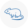 Rat Control Macclesfield