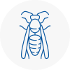 Macclesfield Wasp Nest Removal
